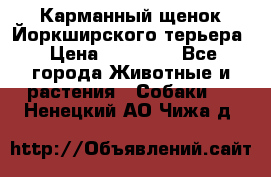 Карманный щенок Йоркширского терьера › Цена ­ 30 000 - Все города Животные и растения » Собаки   . Ненецкий АО,Чижа д.